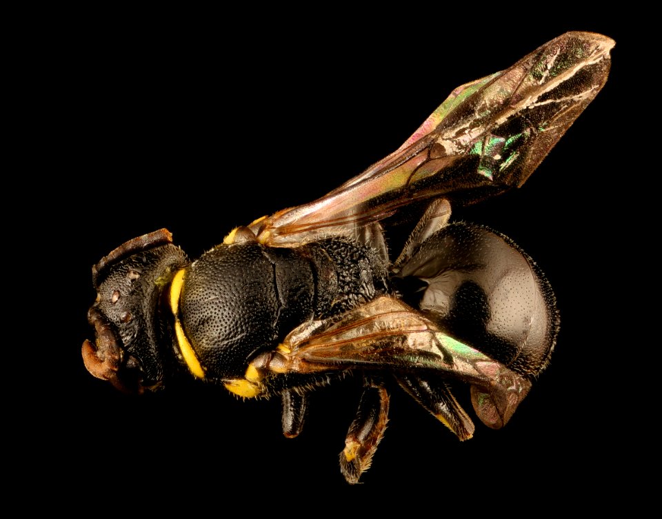 Hylaeus pictipes, f, back, Crawford Co., PA 2016-11-11-15.57