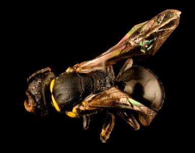 Hylaeus pictipes, f, back, Crawford Co., PA 2016-11-11-15.57