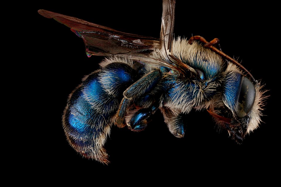 Hoplitis-fulgida,-male,-side 2012-07-31-15.56.28-ZS-PMax