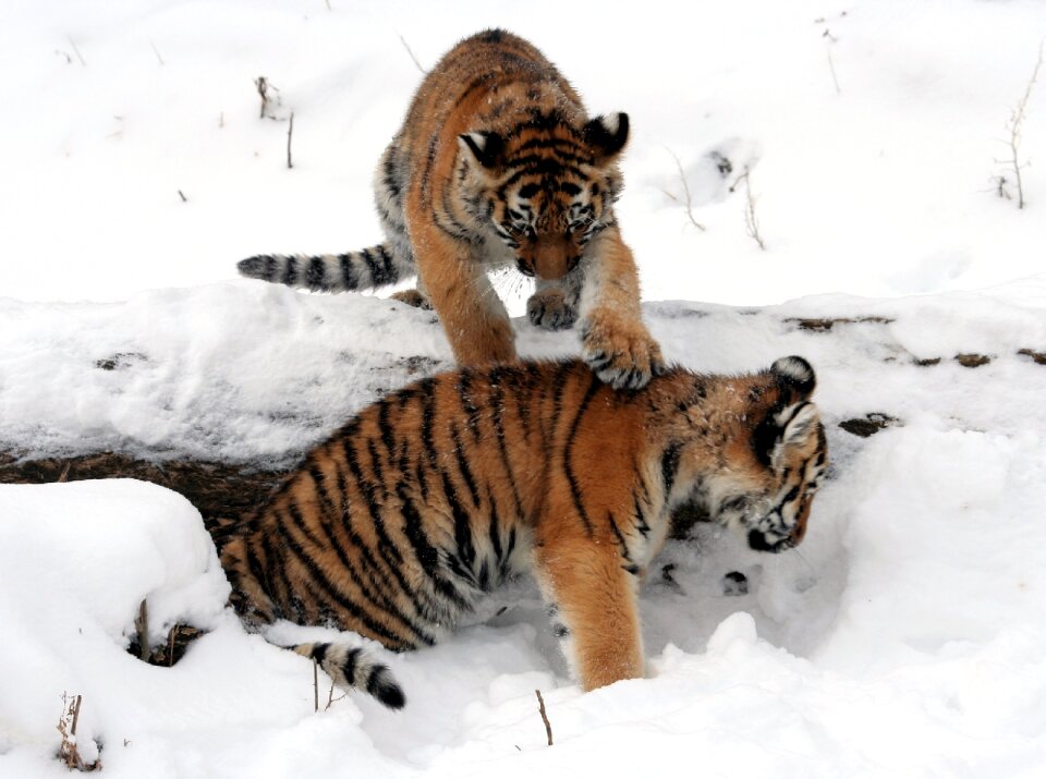 Playing winter big cat