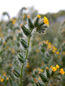 Bristly fiddleneck in Nevada