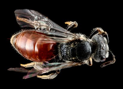 Sphecodes, female, back 2012-07-13-18.45