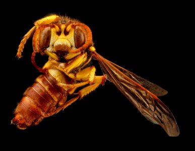 Cerceris triangulata, F, face, Guantanamo Bay 2012-10-31-15.05.25 ZS PMax