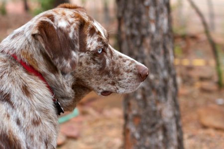 Dog Watching