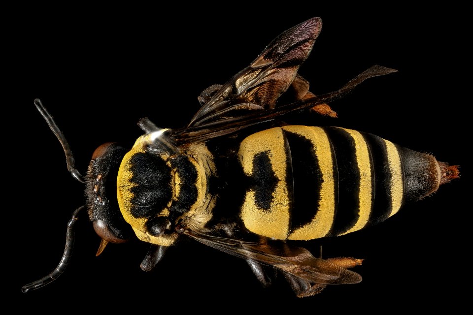Triepeolus concavus, f, back, Pennington Co, South Dakota 2016-01-20-09.37