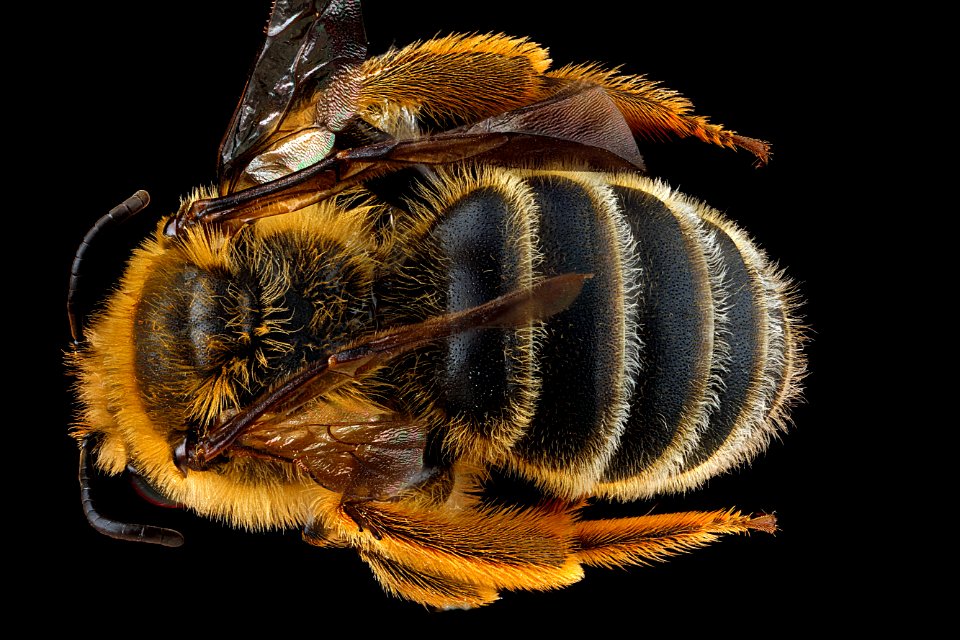 Andrena-rudbeckiae,-male,-back 2012-06-12-14.14.55-ZS-PMax