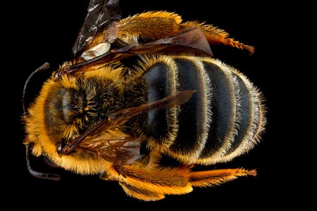 Andrena-rudbeckiae,-male,-back 2012-06-12-14.14.55-ZS-PMax photo