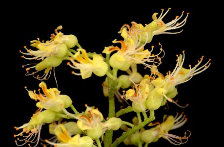 Aesculus glabra, 3, Ohio Buckeye flr., Howard County, Md,  2018-05-17-13.14