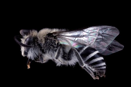 Colletes compactus, female, side clean photo