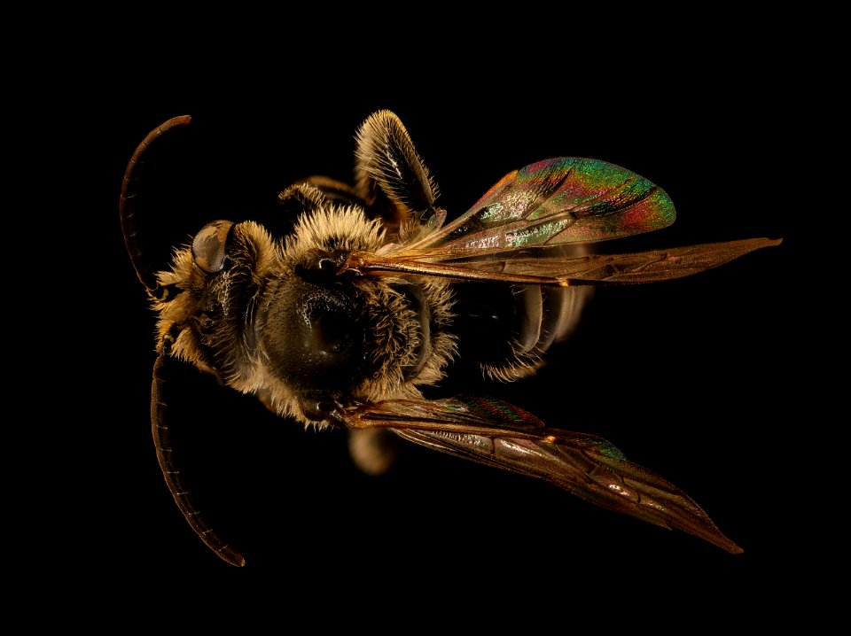 Macropis nuda, back, m, nh, veit powerline 2018-11-02-15.37.51 ZS PMax UDR