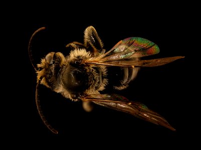 Macropis nuda, back, m, nh, veit powerline 2018-11-02-15.37.51 ZS PMax UDR