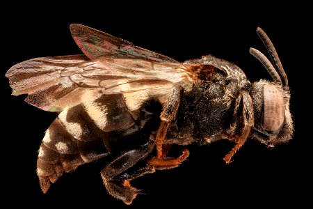 Epeolus americanus, m, right, Rockingham, VA 2019-10-21-18.47.27 ZS PMax UDR