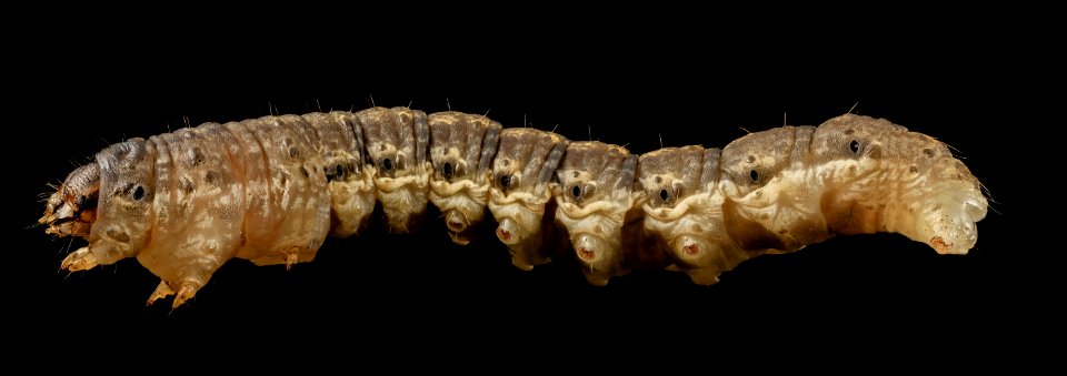 black cutworm, side 2014-06-04-19.42.51 ZS PMax