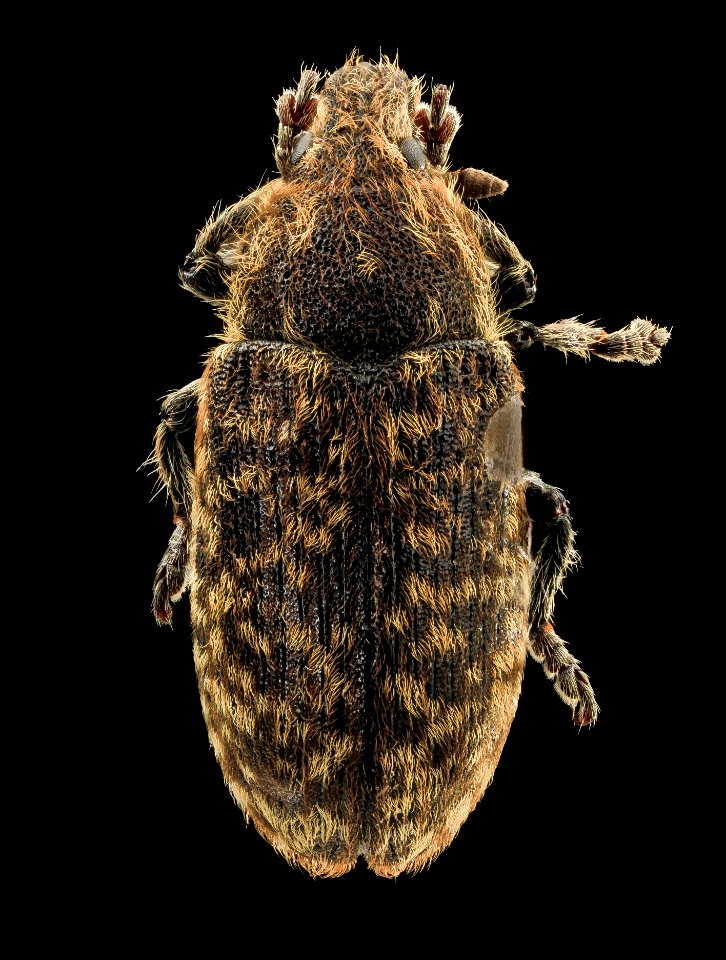 Rhinocyllus, U, back, U 2014-01-17-18.28.15 ZS PMax