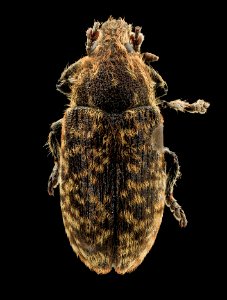 Rhinocyllus, U, back, U 2014-01-17-18.28.15 ZS PMax