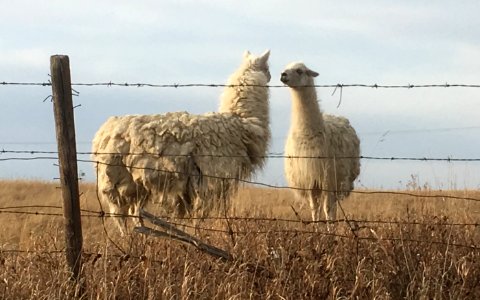 Llamas Consulting