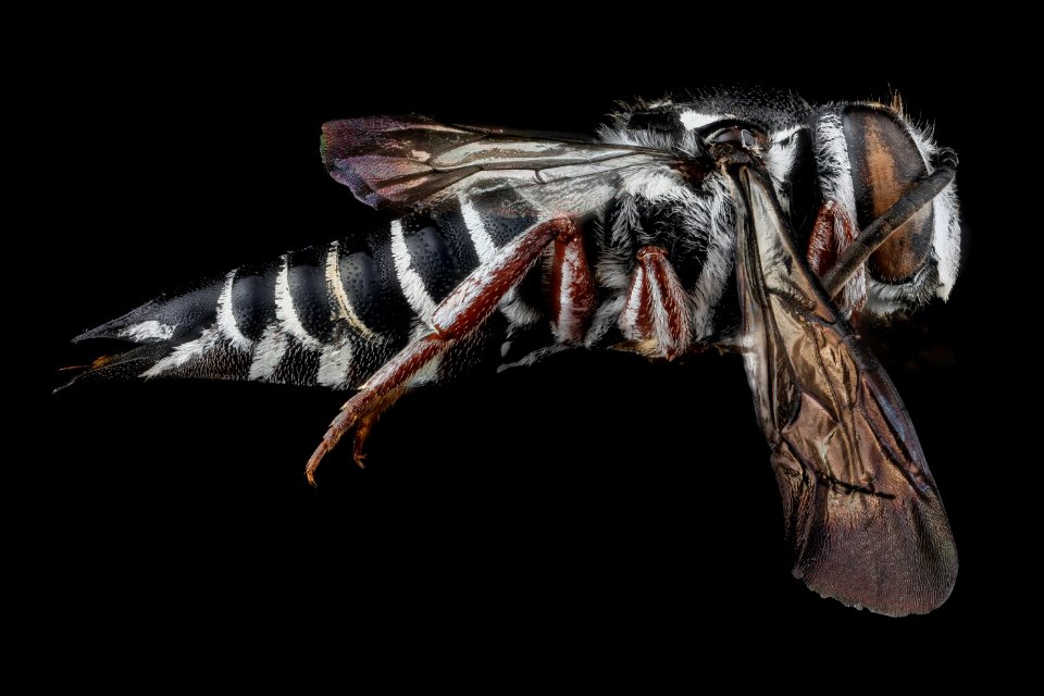 Coelioxys vigilans, F, side, Dominican Republic 2012-10-11-14.49.06 ZS PMax