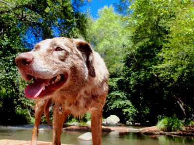 One Happy Wet Dog