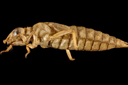 Ophiogomphus susbehcha., U, side, Potomac River, Point of Rock 2013-01-11-14.34.29 ZS PMax