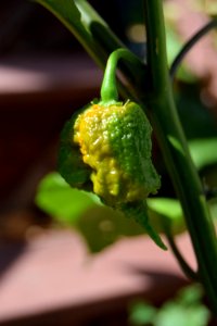 Ripening Carolina reapers