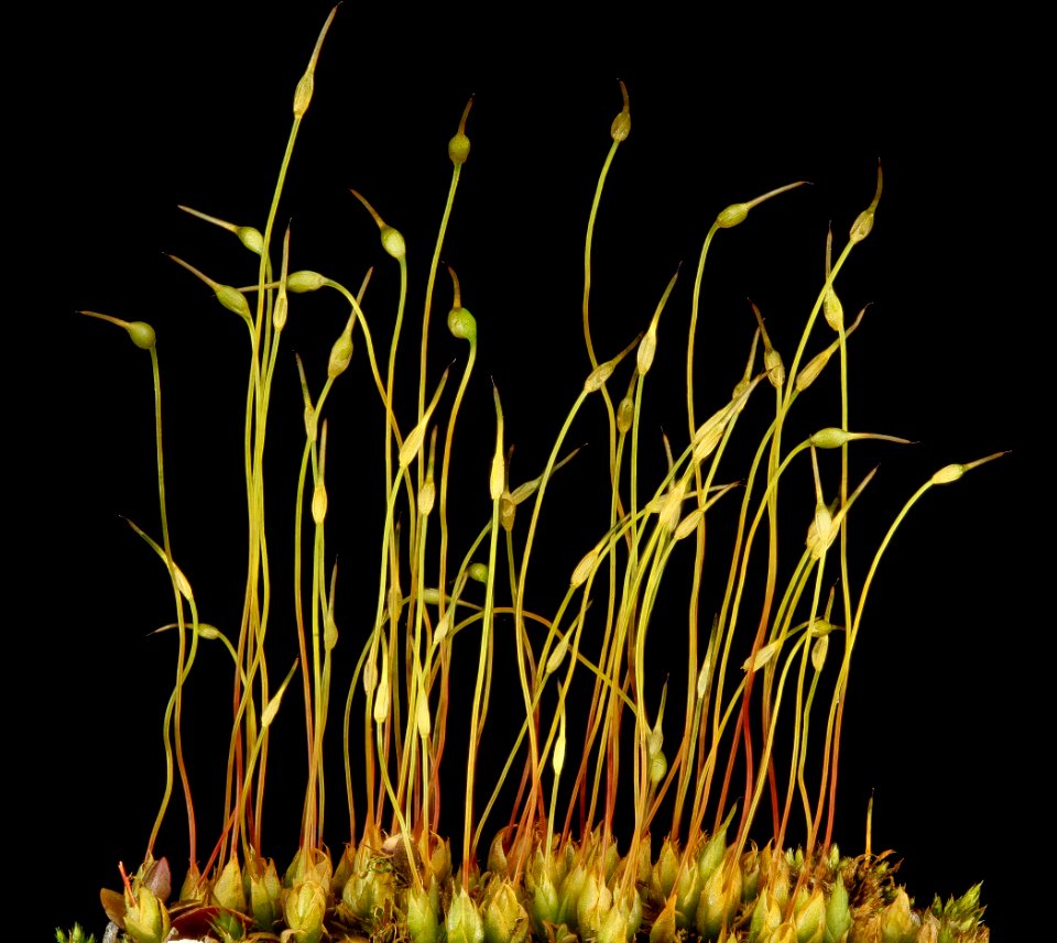 Moss 2013-04-09-14.37.44 ZS PMax