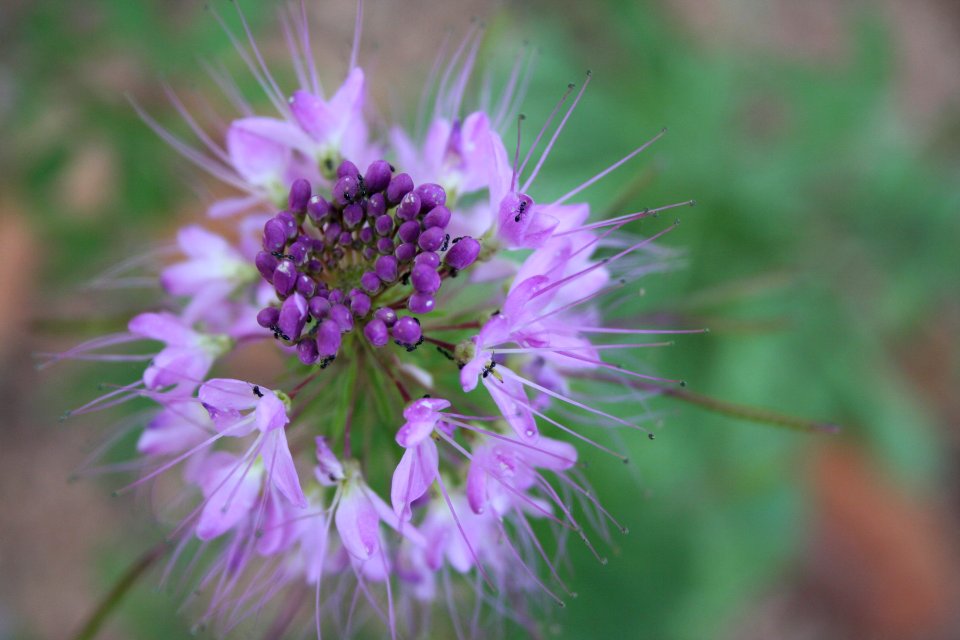 Mystery Purple Flower