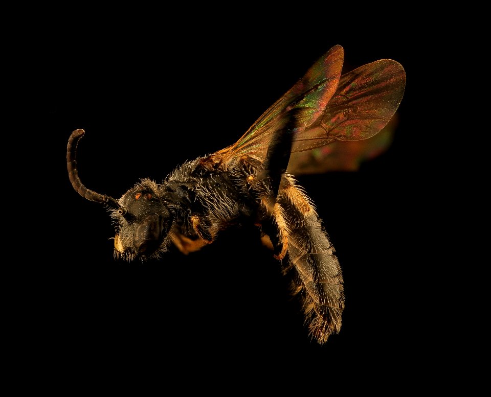Panurginus atramontensis, m, left, Prince George's Co, MD 2019-03-21-18.25.50 ZS PMax UDR