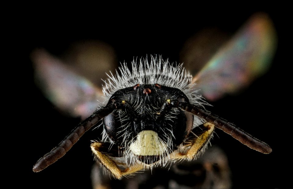 Panurginus, species A, South Dakota, face2 2012-08-31-23