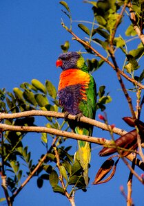 Bird australian wild photo