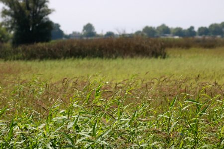 A view of the Senator Duck Club field