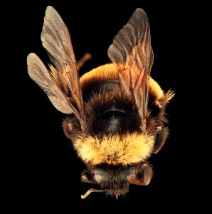 Bombus terricola, back, f, Itasca, MN 2019-10-21-16.55.14 ZS PMax UDR