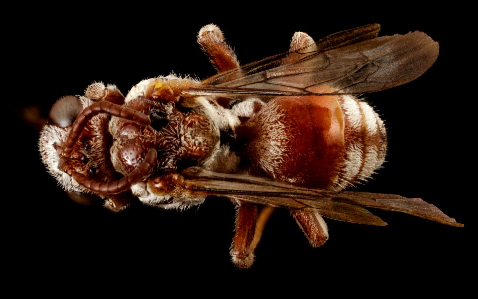 Pasites maculatus, f, pakistan, back 2014-11-02-01.39.25 ZS PMax