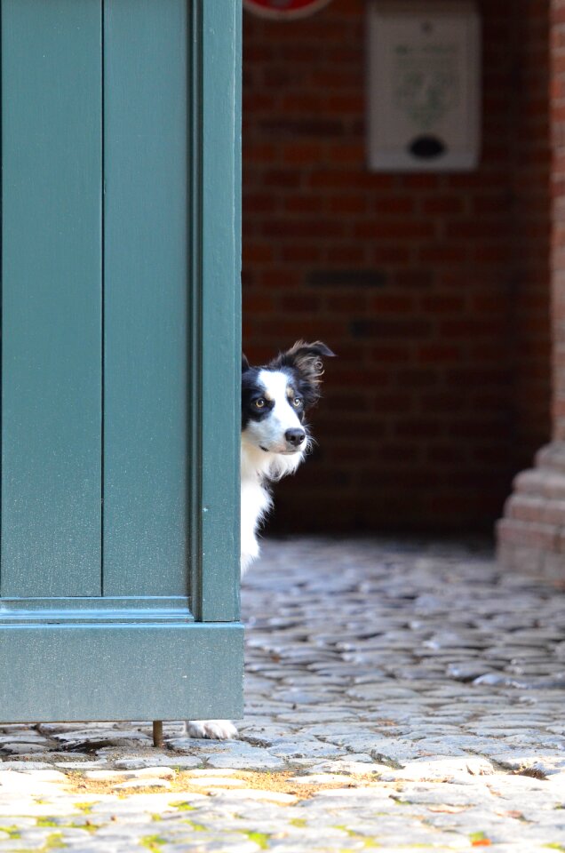 Border collie door british sheepdog