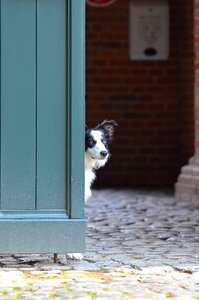 Border collie door british sheepdog
