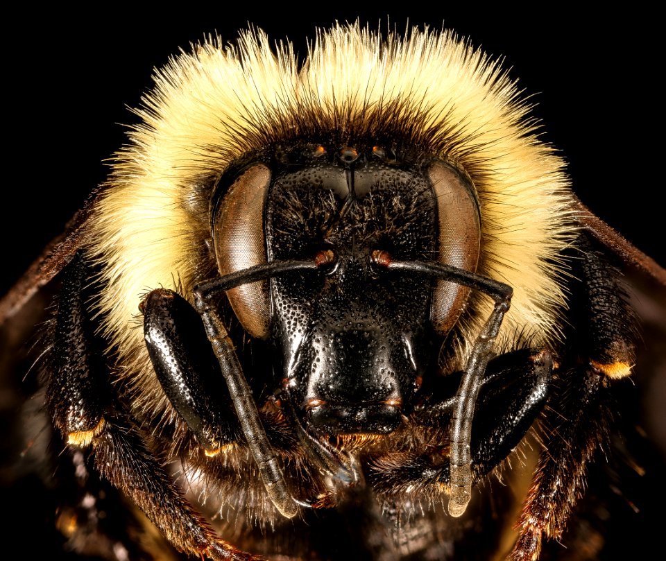 Bombus fervidus, f, face, National Arboretum, DC 2016-04-15-19.59 photo