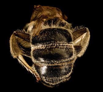 Colletes brevicornis, f, back 2, Pr. George's Co. Maryland 2016-03-29-15.31