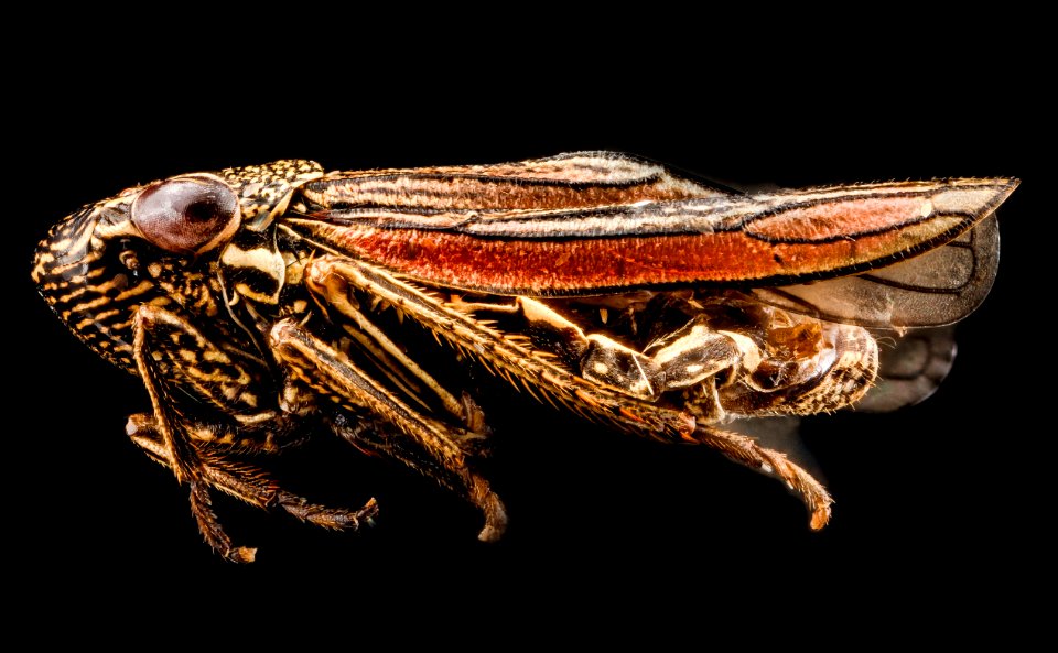 Cuerna species, Leafhopper 2, U, side 2, Fossil Butte, Wyoming 2012-10-25-13.04.17 ZS PMax photo