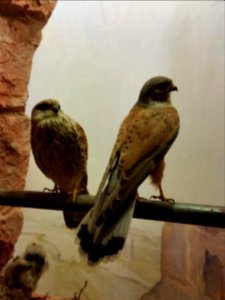 Falco tinnunculus photo