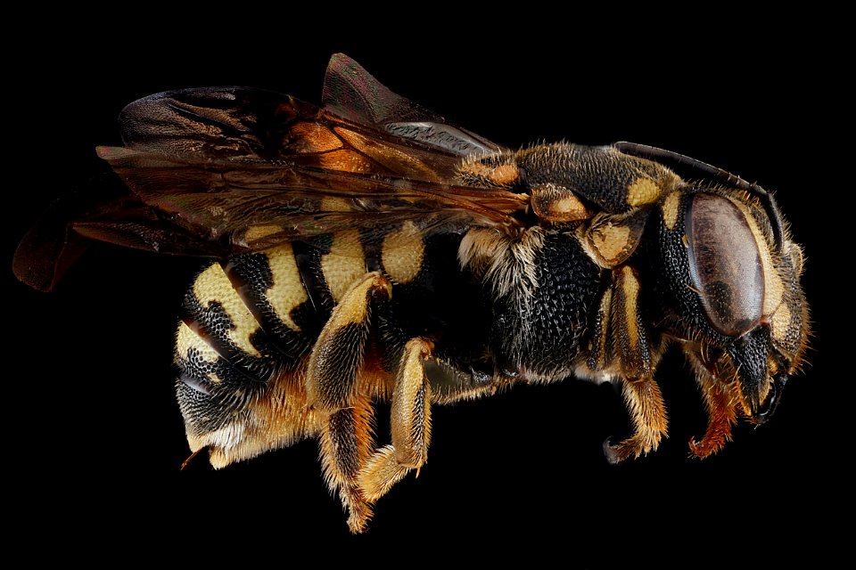 Dianthidium-simile,-female,-side 2012-06-27-17.03.28-ZS-PMax