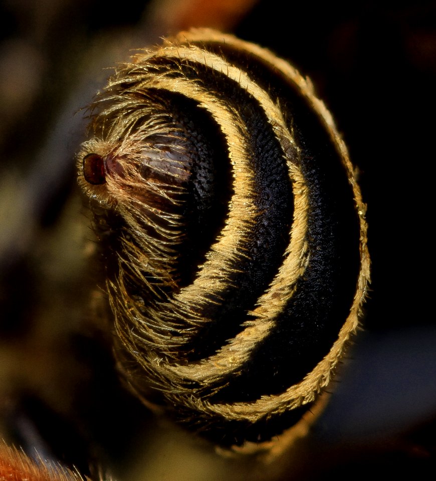 Andrena fulvipennis, M, end of abdomen, MD, Anne Arundel County 2013-08-16-18.36.48 ZS PMax