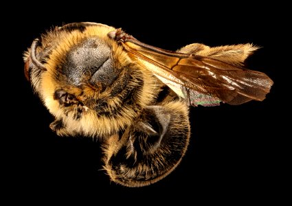 Colletes validus, f, back, Providence Co., RI 2017-04-07-16.27