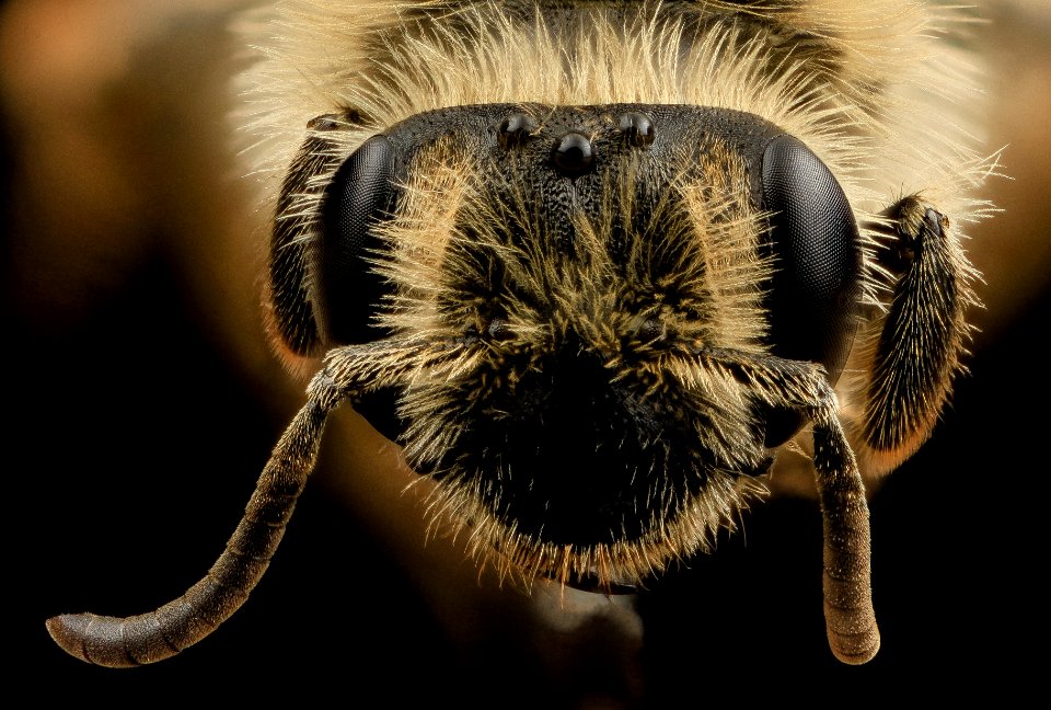Andrena nida,f, face, beltsville, md 2014-04-21-18.19.22 ZS PMax