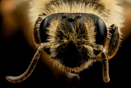 Andrena nida,f, face, beltsville, md 2014-04-21-18.19.22 ZS PMax
