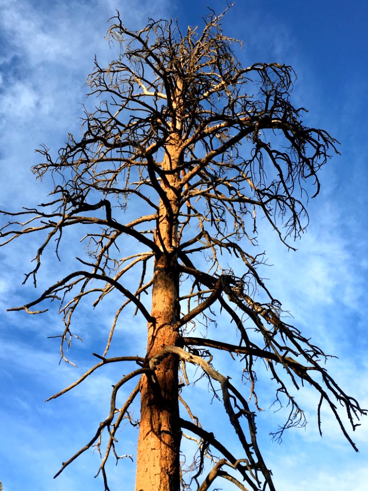 Dead Giant