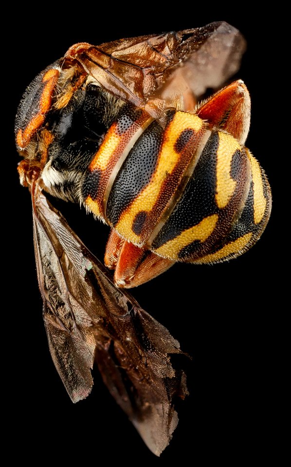 Dianthidum curvatum, M, back2, Jackson County, SD 2012-11-08-15.48.12 ZS PMax