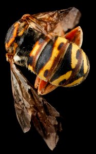 Dianthidum curvatum, M, back2, Jackson County, SD 2012-11-08-15.48.12 ZS PMax