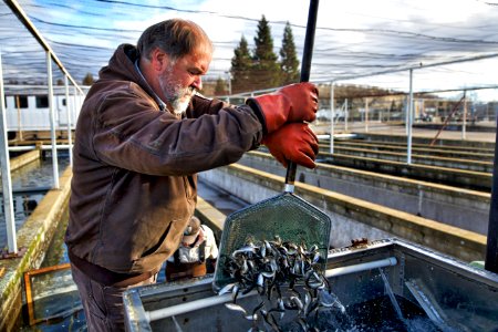 Winter-run juvenile release into Battle Creek