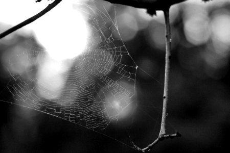 2014/365/169 It Is Just The Web, That's It and Everything