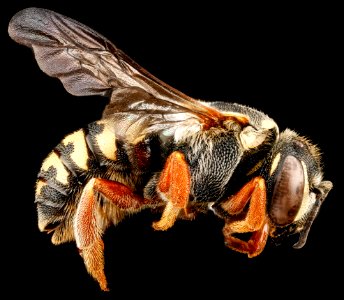 Dianthidium concinnum, F, side, South Dakota, Pennington County 2012-11-27-16.42.34 ZS PMax