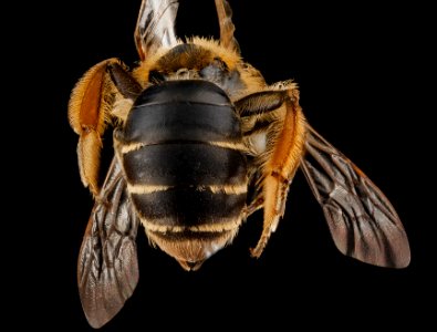 Andrena wilkella, female, back1 2012-08-09-15.20.24 ZS PMax photo